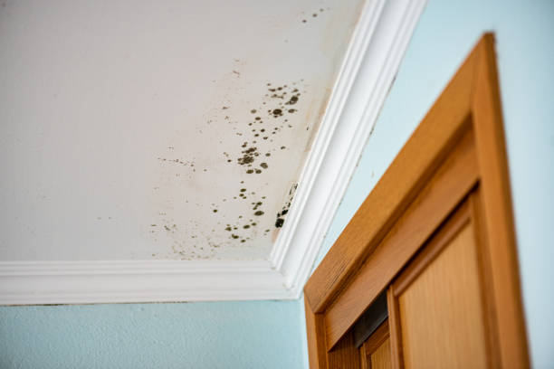 Certified Mold Removal in Spring House, PA