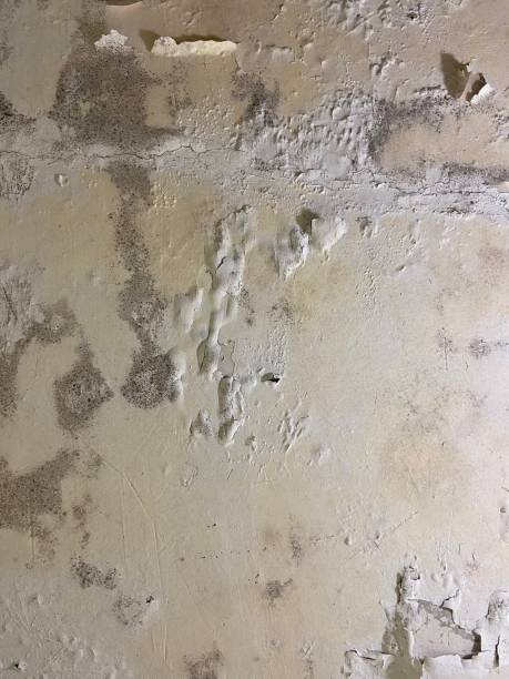 Best Mold Removal and Inspection  in Spring House, PA
