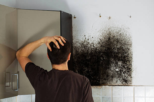 Mold Removal and Inspection in Spring House, PA